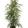 Ficus 'Alii'